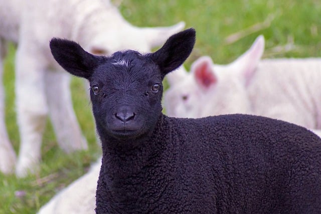 Free download lamb sheep animal cattle wool free picture to be edited with GIMP free online image editor