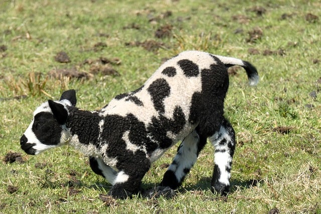 Free download lamb sheep animal mammal spring free picture to be edited with GIMP free online image editor