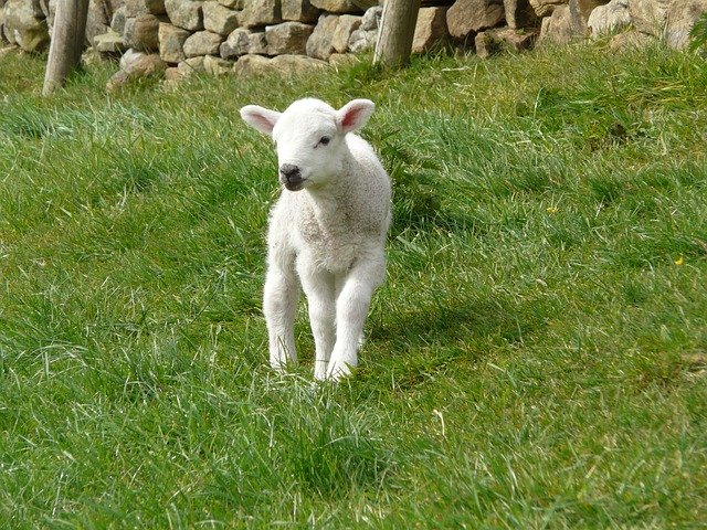 Gratis download Lamb Spring Farm - gratis foto of afbeelding om te bewerken met GIMP online afbeeldingseditor