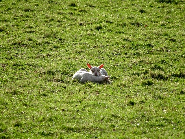 Free download Lambs Sheep Animals At -  free photo or picture to be edited with GIMP online image editor