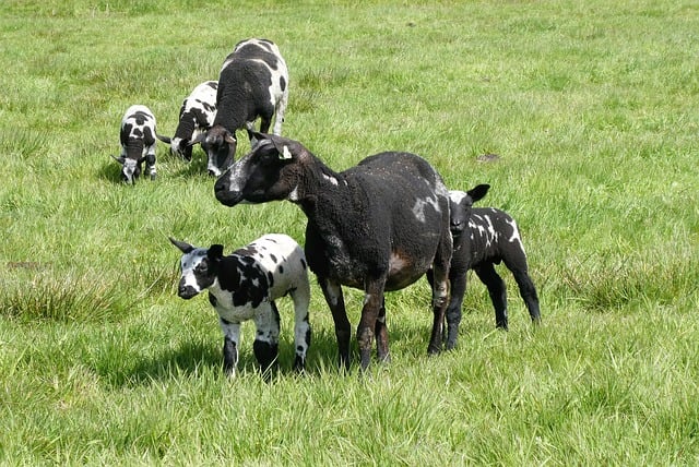 Bezpłatne pobieranie jagniąt owiec wiosenną łąką cętkowaną bezpłatne zdjęcie do edycji za pomocą bezpłatnego edytora obrazów online GIMP