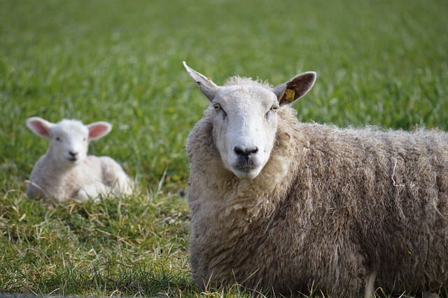 Free download lambs the sheep young sheep mammals free picture to be edited with GIMP free online image editor