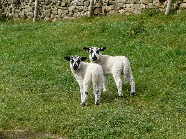 Free download Lambs Twins Easter -  free photo or picture to be edited with GIMP online image editor