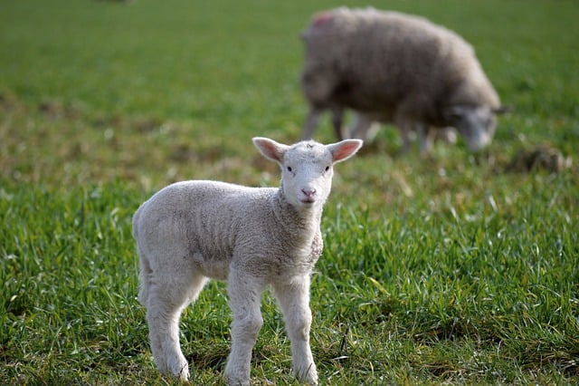 Free download lamb the sheep animals young sheep free picture to be edited with GIMP free online image editor