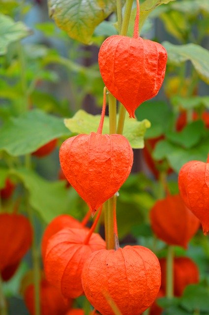 ดาวน์โหลดฟรี Lampionblume Plant Garden - รูปถ่ายหรือรูปภาพฟรีที่จะแก้ไขด้วยโปรแกรมแก้ไขรูปภาพออนไลน์ GIMP