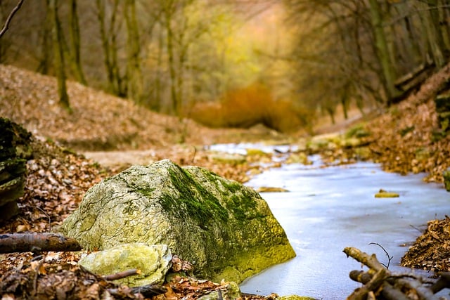 Free download landscape autumn foliage woods free picture to be edited with GIMP free online image editor