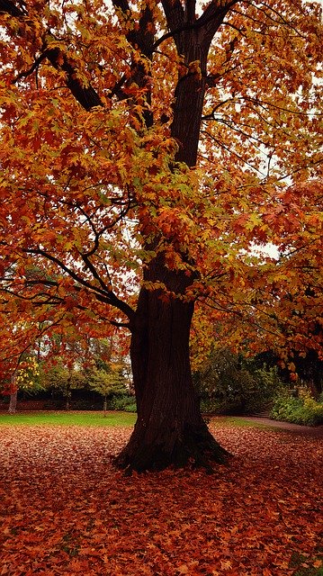 Template Photo Landscape Autumn Tree -  for OffiDocs