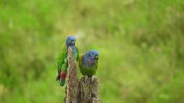 Free download Landscape Ave Bird Green -  free video to be edited with OpenShot online video editor
