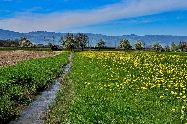 Free download Landscape Dandelion Meadow -  free photo or picture to be edited with GIMP online image editor