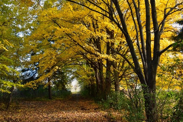 Bezpłatne pobieranie Krajobraz Jesień Jesień - bezpłatne zdjęcie lub obraz do edycji za pomocą internetowego edytora obrazów GIMP