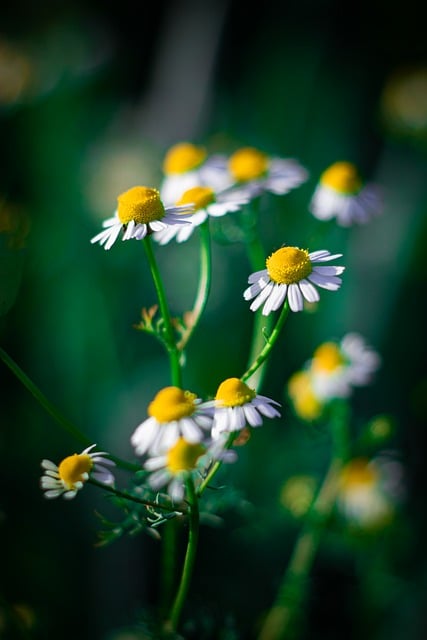 Free download landscape flower chamomille yellow free picture to be edited with GIMP free online image editor