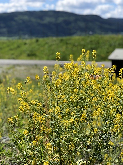 تنزيل مجاني لـ Landscape Flowers The Nature Of - صورة مجانية أو صورة يتم تحريرها باستخدام محرر الصور عبر الإنترنت GIMP