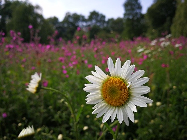 Unduh gratis Landscape Flower Yellow - foto atau gambar gratis untuk diedit dengan editor gambar online GIMP