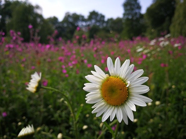 Téléchargement gratuit de Paysage Fleur Jaune - photo ou image gratuite à modifier avec l'éditeur d'images en ligne GIMP