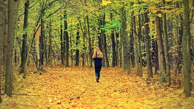 Descărcare gratuită peisaj forestier frunze de toamnă imagine gratuită pentru a fi editată cu editorul de imagini online gratuit GIMP