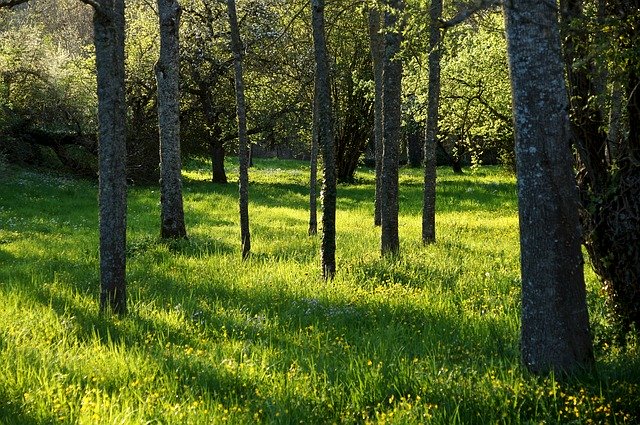 Descarga gratuita Landscape Forest And Meadow Green: foto o imagen gratuita para editar con el editor de imágenes en línea GIMP