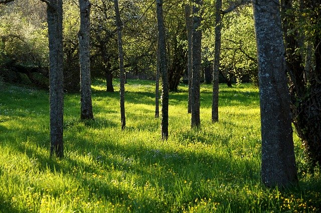 Free download Landscape Forest And Meadow Green -  free photo or picture to be edited with GIMP online image editor