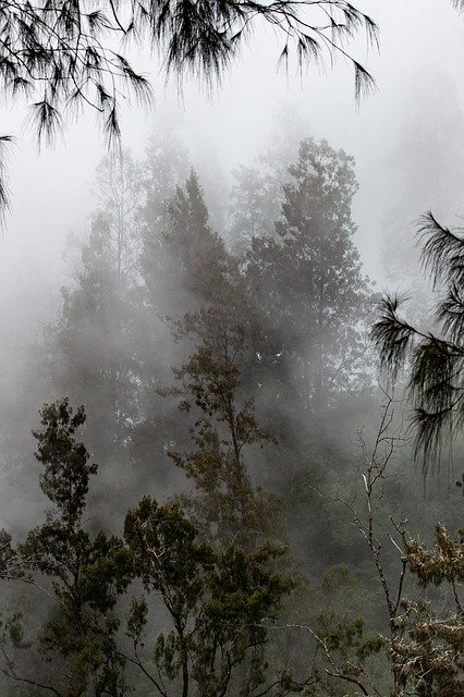 무료 다운로드 풍경 숲 안개 Tambora - 무료 사진 또는 김프 온라인 이미지 편집기로 편집할 수 있는 사진