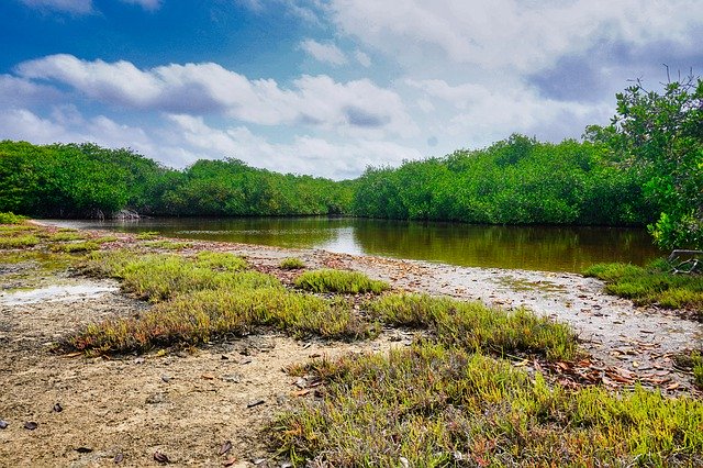 Muat turun percuma Landscape Forest Plant - foto atau gambar percuma untuk diedit dengan editor imej dalam talian GIMP