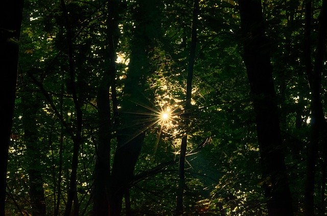 Free download Landscape Forest The Dark -  free free photo or picture to be edited with GIMP online image editor