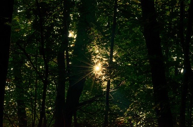 Unduh gratis Landscape Forest The Dark - foto atau gambar gratis untuk diedit dengan editor gambar online GIMP