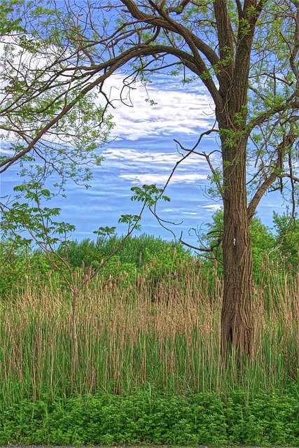 Free download Landscape Grassy Field Tree -  free photo or picture to be edited with GIMP online image editor