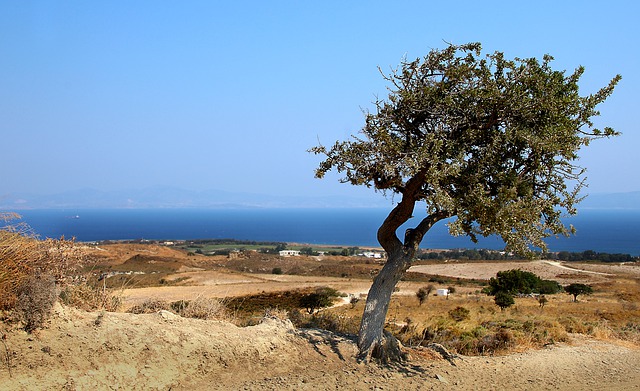 دانلود رایگان تصویر دریای درخت منظره یونان kos برای ویرایش با ویرایشگر تصویر آنلاین رایگان GIMP