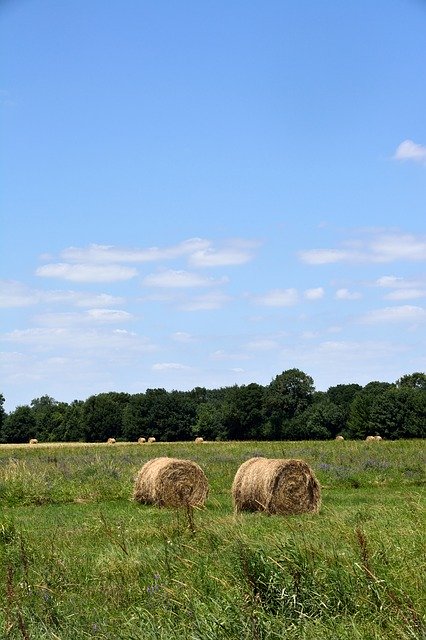 Descărcare gratuită Landscape Green Meadow - fotografie sau imagini gratuite pentru a fi editate cu editorul de imagini online GIMP