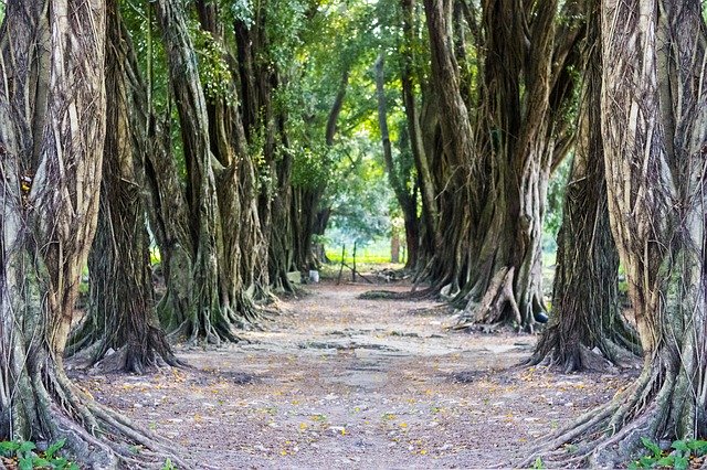 Descărcare gratuită Landscape Green Tree - fotografie sau imagini gratuite pentru a fi editate cu editorul de imagini online GIMP