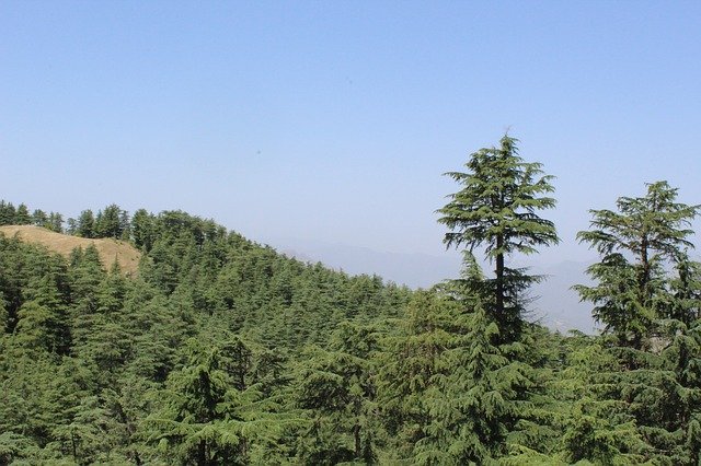 Безкоштовно завантажте Landscape Green Trees – безкоштовну фотографію чи зображення для редагування за допомогою онлайн-редактора зображень GIMP