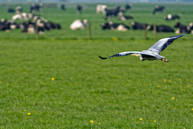 Free download landscape heron cows fence pasture free picture to be edited with GIMP free online image editor