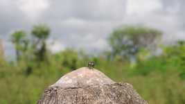 Free download Landscape Insect Fly -  free video to be edited with OpenShot online video editor