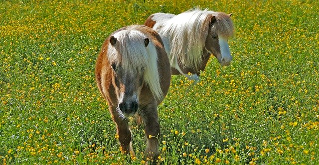 Free download Landscape Meadow Animals -  free photo or picture to be edited with GIMP online image editor