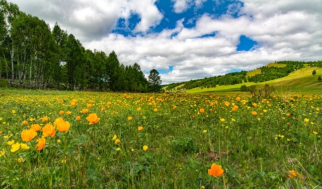 Unduh gratis Landscape Meadow Flowers - foto atau gambar gratis untuk diedit dengan editor gambar online GIMP