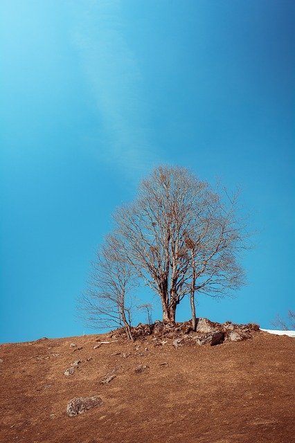 Muat turun percuma Landscape Meadow Tree - foto atau gambar percuma untuk diedit dengan editor imej dalam talian GIMP