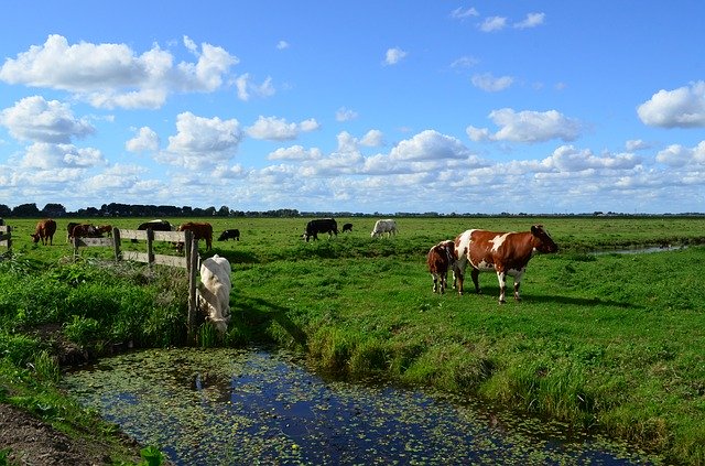 Unduh gratis Landscape Nature Cattle - foto atau gambar gratis untuk diedit dengan editor gambar online GIMP