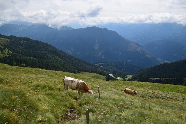 Template Photo Landscape Nature Cow -  for OffiDocs