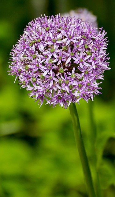 Free download Landscape Nature Flower Ornamental -  free photo or picture to be edited with GIMP online image editor