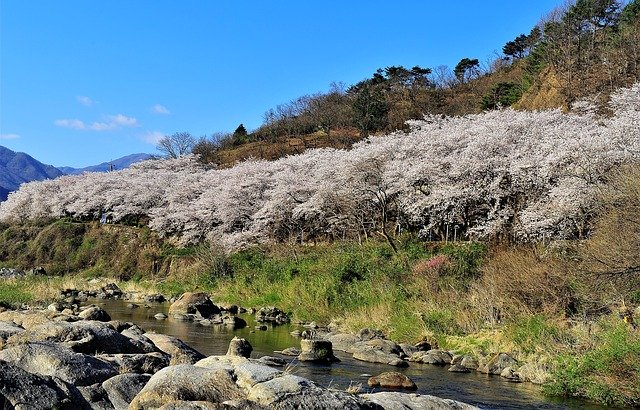 دانلود رایگان Landscape Nature Flower Road - عکس یا تصویر رایگان قابل ویرایش با ویرایشگر تصویر آنلاین GIMP