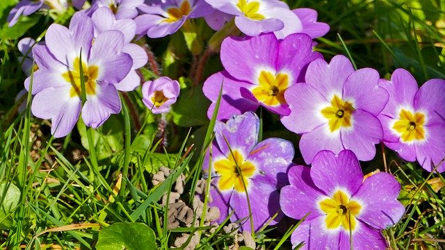 Free download Landscape Nature Flowers -  free photo or picture to be edited with GIMP online image editor