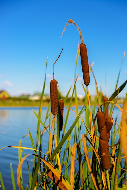 Unduh gratis pemandangan alam danau buluh istirahat gambar gratis untuk diedit dengan editor gambar online gratis GIMP