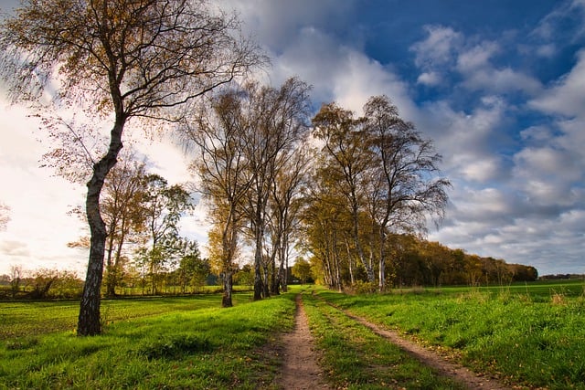 Free download landscape nature path trees free picture to be edited with GIMP free online image editor