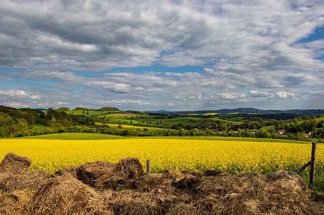 Kostenloser Download Landschaft Natur Rape Blossom - kostenloses Foto oder Bild zur Bearbeitung mit GIMP Online-Bildbearbeitung