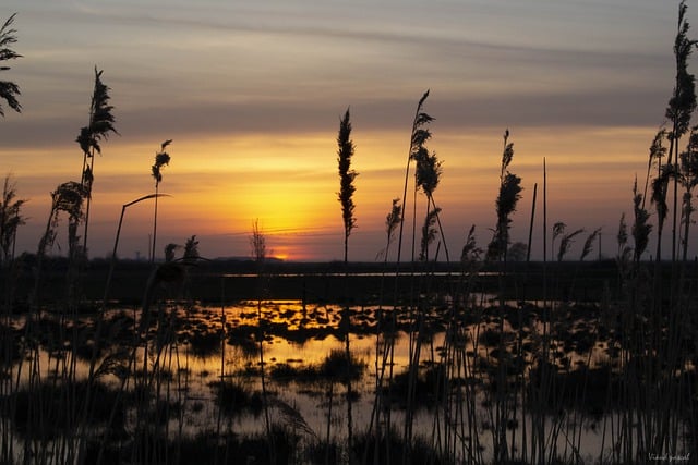 Free download landscape nature sun sunset marsh free picture to be edited with GIMP free online image editor