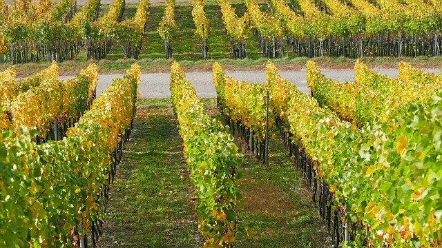 Descarga gratuita Landscape Nature Wine: foto o imagen gratuitas para editar con el editor de imágenes en línea GIMP