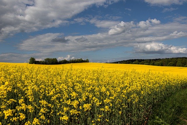 Free picture Landscape Oilseed Rape Yellow -  to be edited by GIMP free image editor by OffiDocs