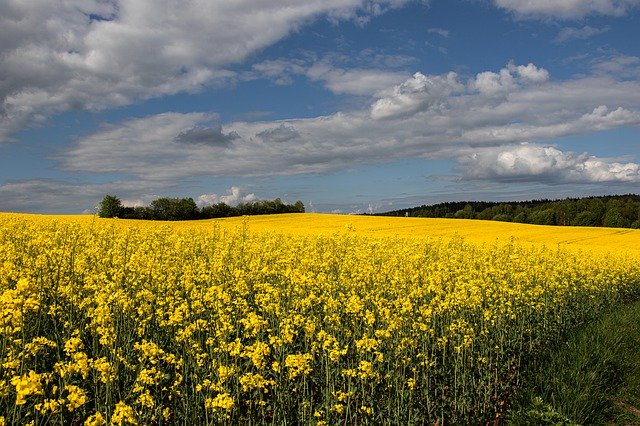 Free download Landscape Oilseed Rape Yellow -  free photo or picture to be edited with GIMP online image editor