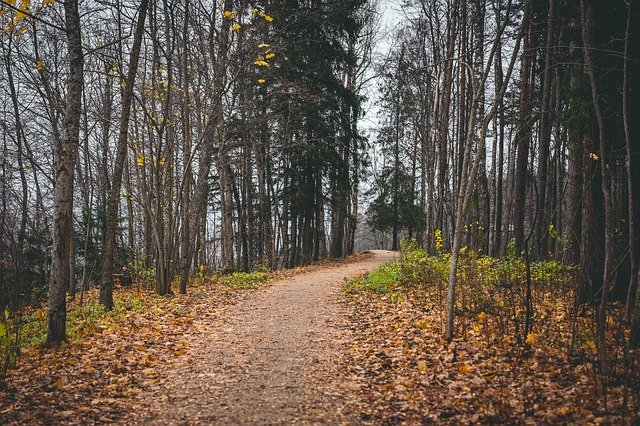 Muat turun percuma Landscape Path Autumn - foto atau gambar percuma untuk diedit dengan editor imej dalam talian GIMP