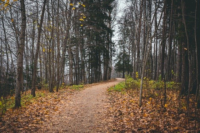 Free download Landscape Path Autumn -  free photo or picture to be edited with GIMP online image editor