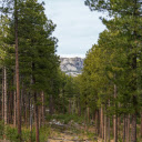 Landscape Photography of a Forest  screen for extension Chrome web store in OffiDocs Chromium